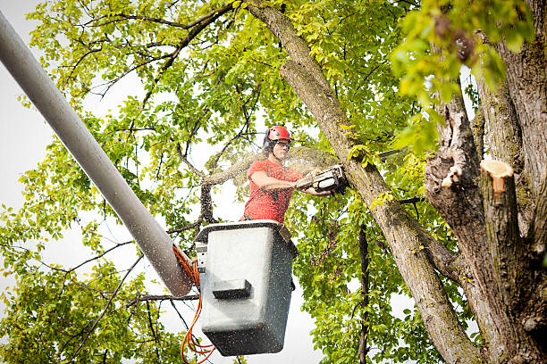 Professional Tree Services in Copperas Cove, TX